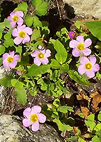Oxalis inops (depressa)